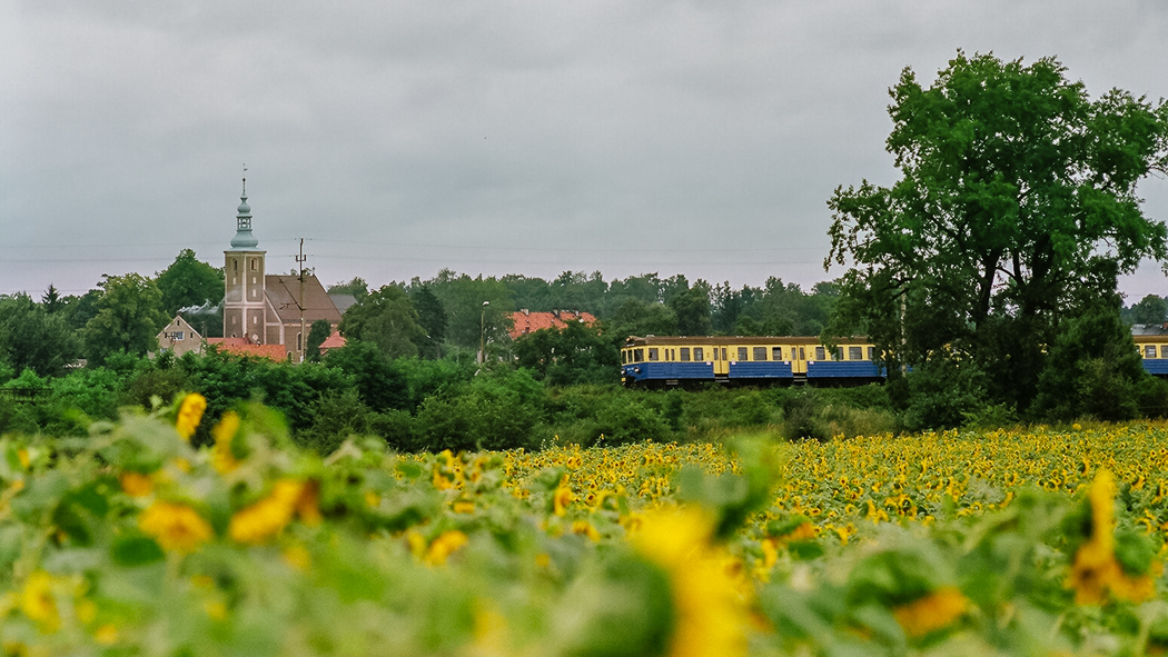 Słoneczniki