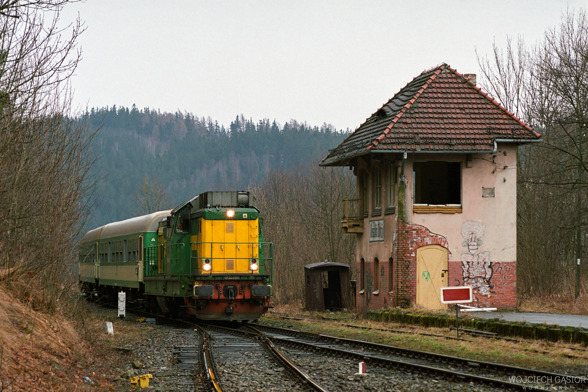 Wilczek w Dusznikach