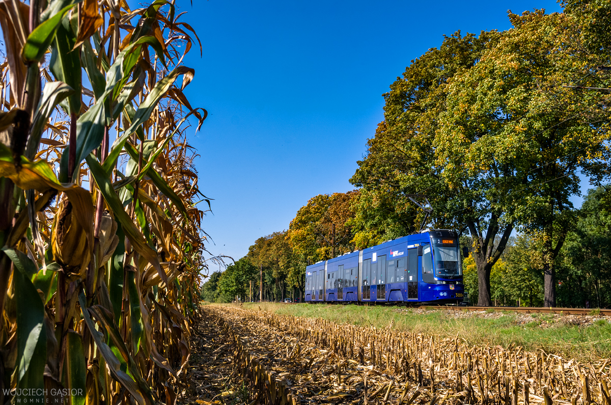 W polu kukurydzy (2)