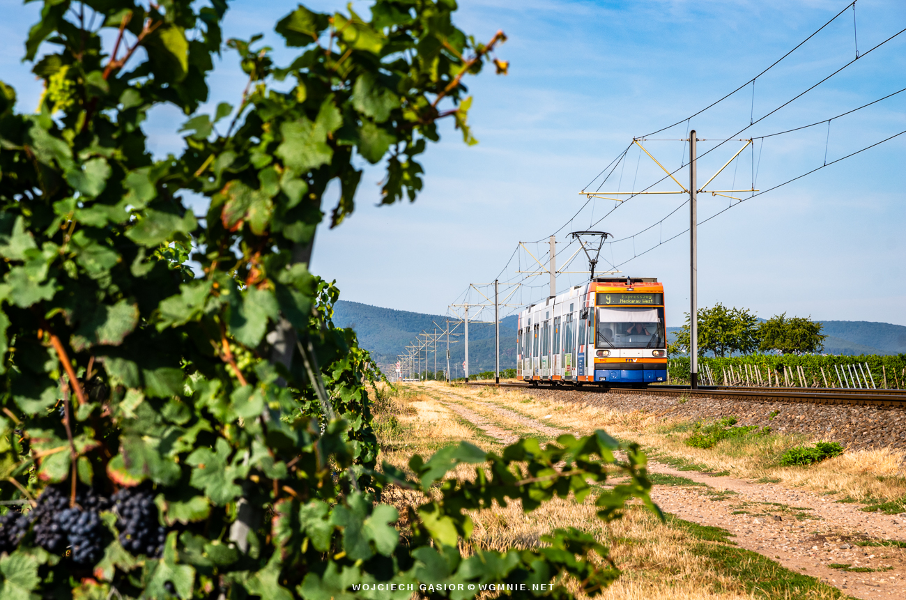 Tramwajem przez winnice