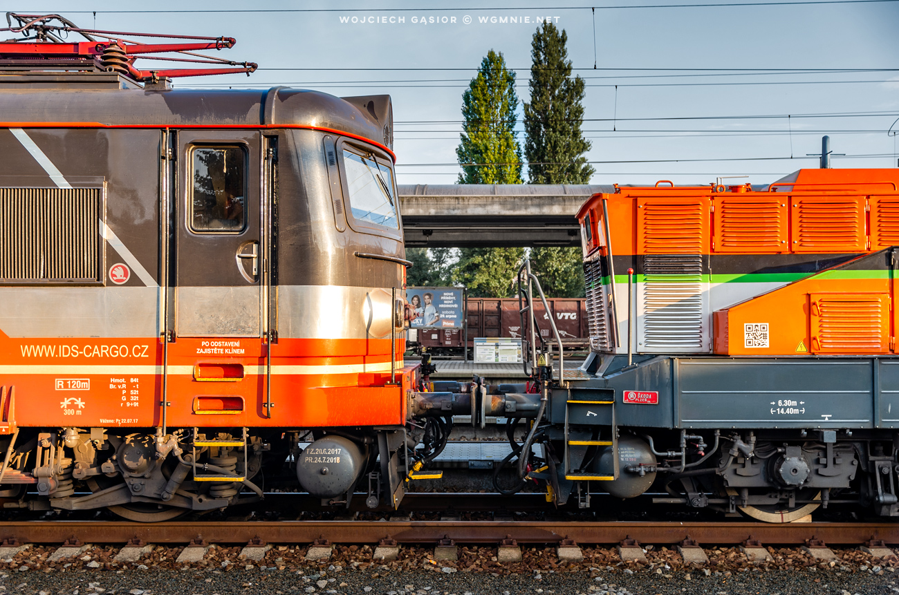 Plecháč z żelazkiem