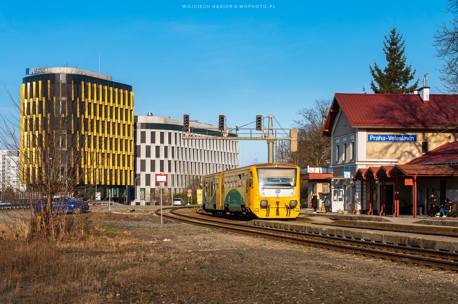 Veleslavín naziemny