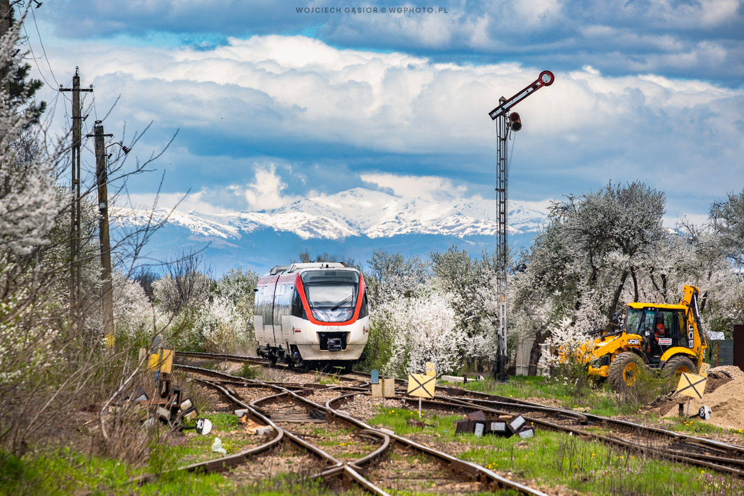 Biało od kwiecia i od śniegu